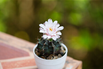 Pink flower of a cactus