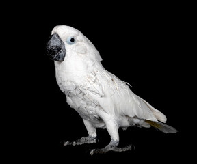 White cockatoo in studio