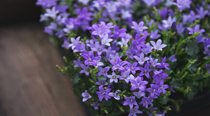 Potted bell flowers on a wooden tray, top view