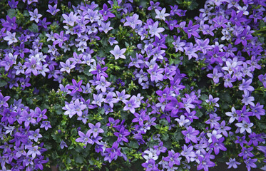 Obraz premium Potted bell flowers, top view