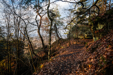 Fototapeta premium Tourist route, autumn forest near Drabske svetnicky protected landscape area, fallen leaves, naked trees and blue sky, winter sunny day Hiking Golden Trail of Bohemian Paradise, Czech Republic