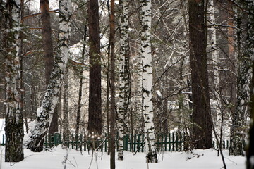 Fototapeta premium winter forest