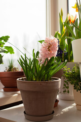 Beautiful soft pink hyacinth grows in clay pot or flowerpot. Home organic gardening, garden of bulbs on the balcony in March in spring. Nearby are cream and brown flowerpots with daffodils and tulips