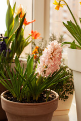 Beautiful soft pink hyacinth grows in clay pot or flowerpot close up. Home organic gardening, garden of bulbs on the balcony in March in spring