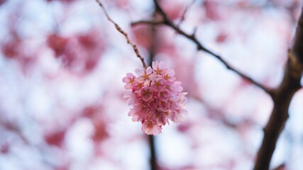 サクランボ, ピンク, 自然, 咲く, ブランチ, 花, sakura, 