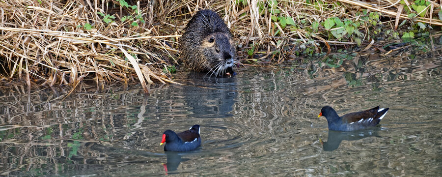 ragondin et poule d'eau