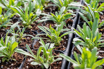 shoots of herb plants growing in the greenhouse