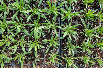 shoots of herb plants growing in the greenhouse