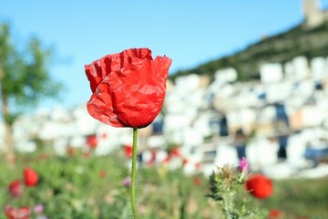 Amapola
