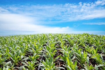 Herb plant shoots and clear blue sky