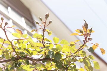 Brotes de rosas en casa