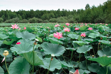 Fototapeta na wymiar Pink lotus flower on green background in the park