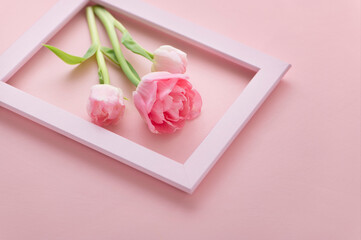 ピンク色のチューリップ