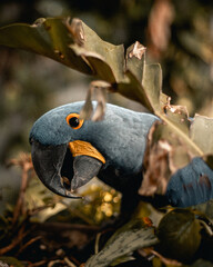 Blue Parrot