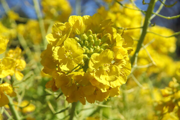 菜の花 アブラナ 花畑 黄色 パステル かわいい 美しい 花びら 満開 春