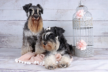 couple of miniature schnauzer in wooden background