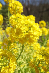 菜の花 アブラナ 花畑 黄色 菜花 美しい 満開 春爛漫 綺麗 穏やか 花びら