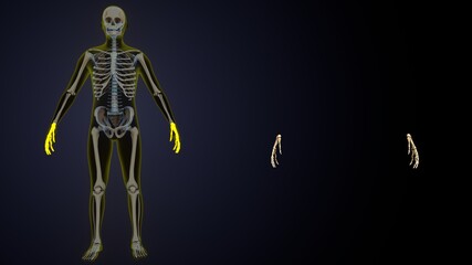 3d illustration of  human skeleton yellow color spine inner parts.