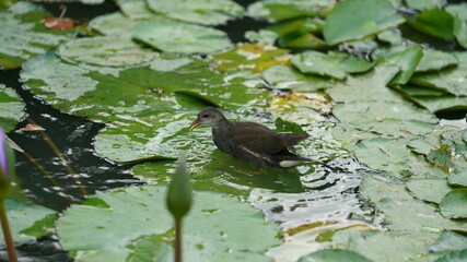 One bird playing and looking for the food in the garden freely