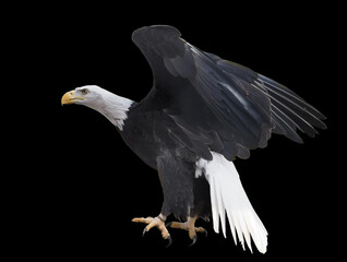 Eagle flying isolated at black