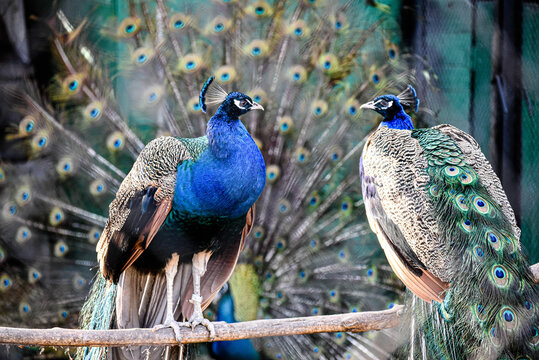 Close-up two peacocks sitting on the branch , wildlife photo