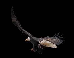 Eagle flying isolated at black