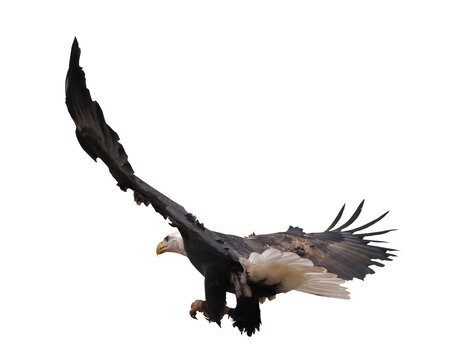 Eagle flying isolated at white