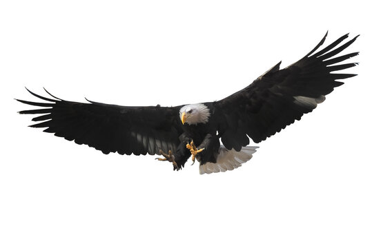 Eagle Flying Isolated At White