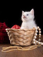 Fototapeta na wymiar white kitten, white kitten playing in a straw basket on a wooden table and pearl necklaces, black background, selective focus.
