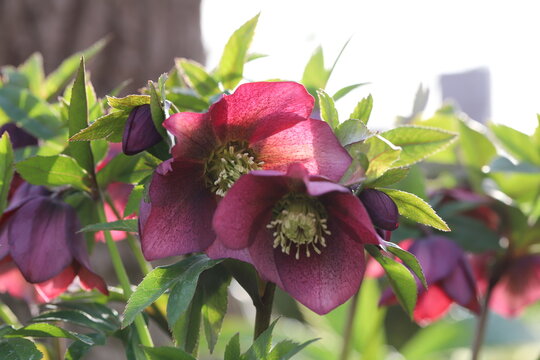 2 229 Best 赤紫色 Images Stock Photos Vectors Adobe Stock 2 229 Best 赤紫色 Images Stock Photos Vectors Adobe Stock