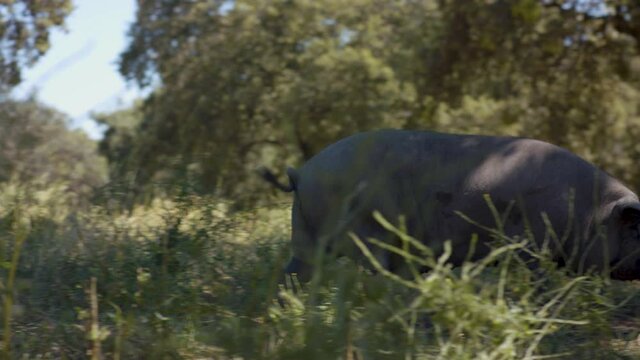 Herd of Iberian pigs grazing in the middle of nature. Beautiful Andalusian dehesa