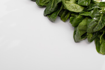 Spinach close-up on a white background for writing