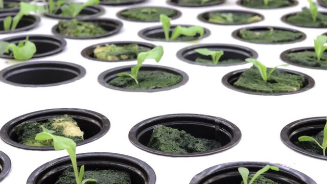 Germination salad on rockwool for hydroponic. Preparing for the cultivation of plants in the garden. Green sprout. Breeding ground