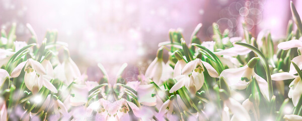 Floral spring background. Snowdrops flowers banner. Place for your text.