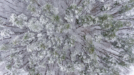 Aerial view of a winter snow-covered pine forest. Winter forest texture. Aerial drone view of a winter landscape.