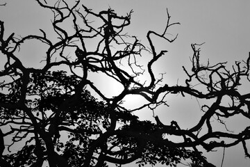 Monochrome tree branches with sun and sky in the background