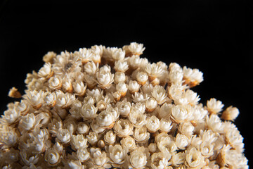 Bouquet of mini dried flowers low key portrait, black background, selective focus.