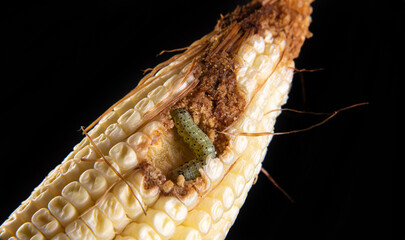 Corn caterpillar in detail on a cob, black background, selective focus.