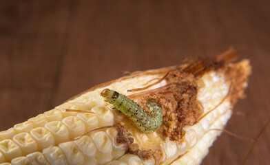 Corn caterpillar in detail on a cob, selective focus.