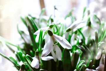 Floral spring background. Snowdrops flowers close-up. Place for your text.