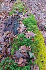 Green moss on a background of spring forest. Full focus. Beautiful green moss on the floor, moss closeup. Beautiful background of moss for wallpaper. Green moss covers dead wood in the forest. 