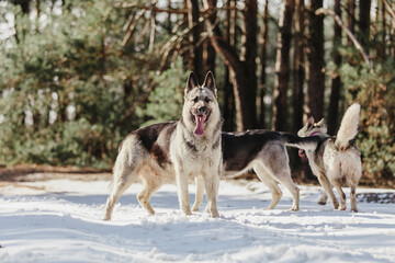 Fototapeta na wymiar The East European Shepherd dog at the forest