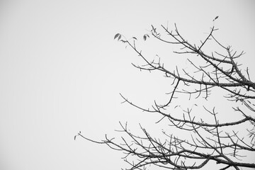 Tree branches with no leaves and sky in the background