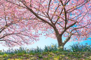 Fototapeta premium 満開の桜