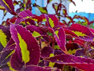 purple and yellow flowers