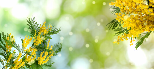 Beautiful yellow mimosa flowers outdoors on sunny day, space for text. Banner design - obrazy, fototapety, plakaty