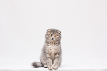 fluffy gray beautiful kitten, breed scottish-fold, close portrait on grey background , focus on face , lamentably look