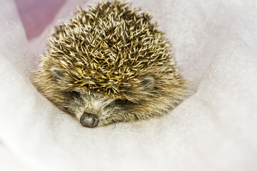 Little cute West European hedgehog or common hedgehog