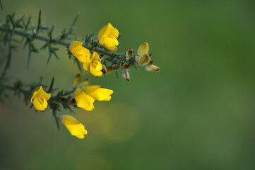 Beautiful closeup view of yellow gorse (Ulex) wild flowers growing everywhere in Ireland all the year round, Dublin, Ireland. Macro shot