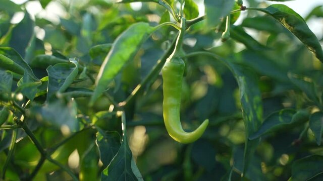 Green chili agriculture field in India